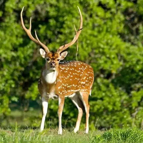 Axis Deer