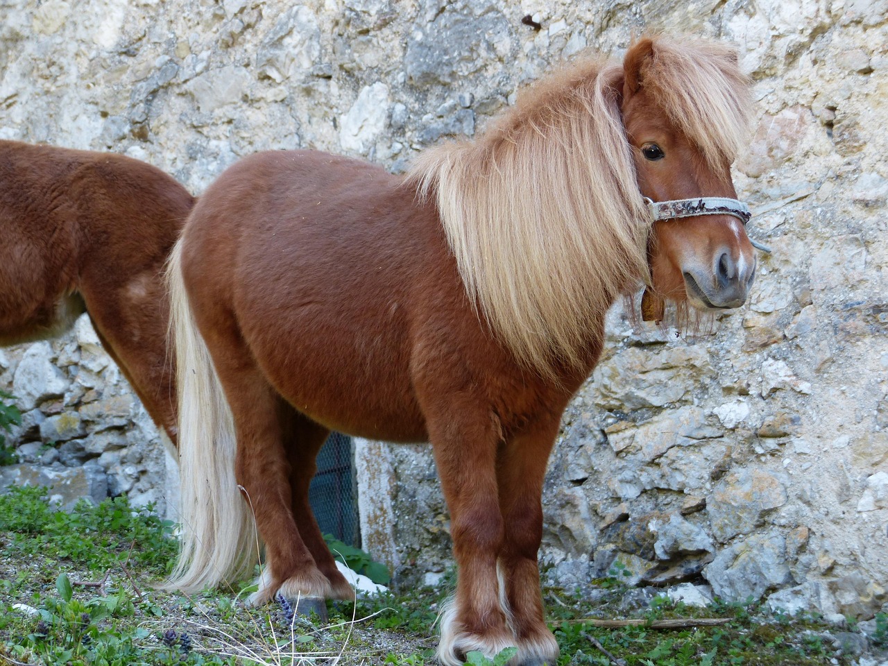 Ponies
