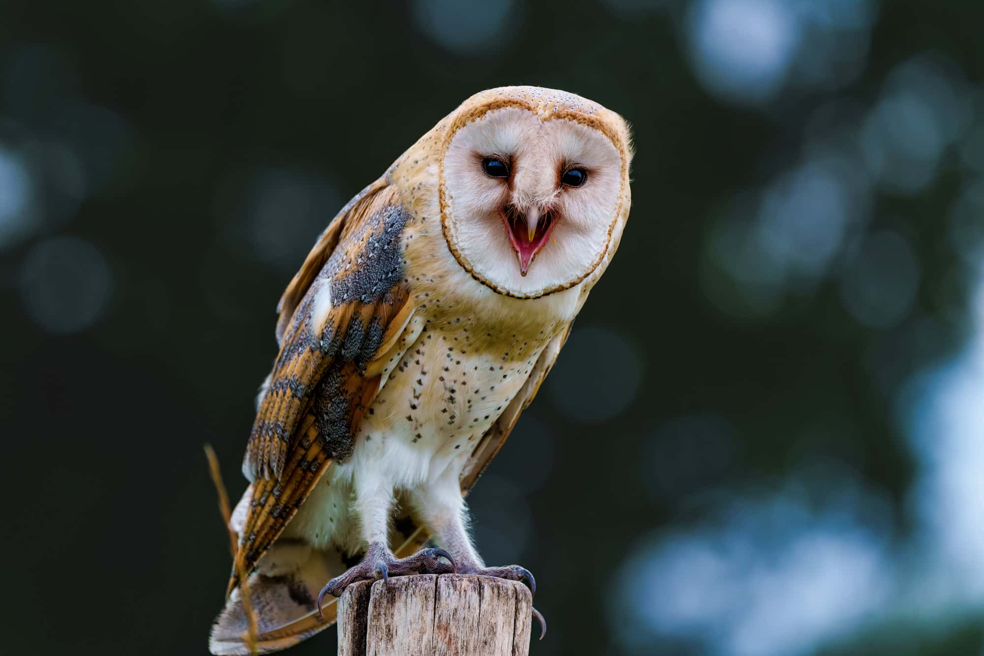 Barn Owl