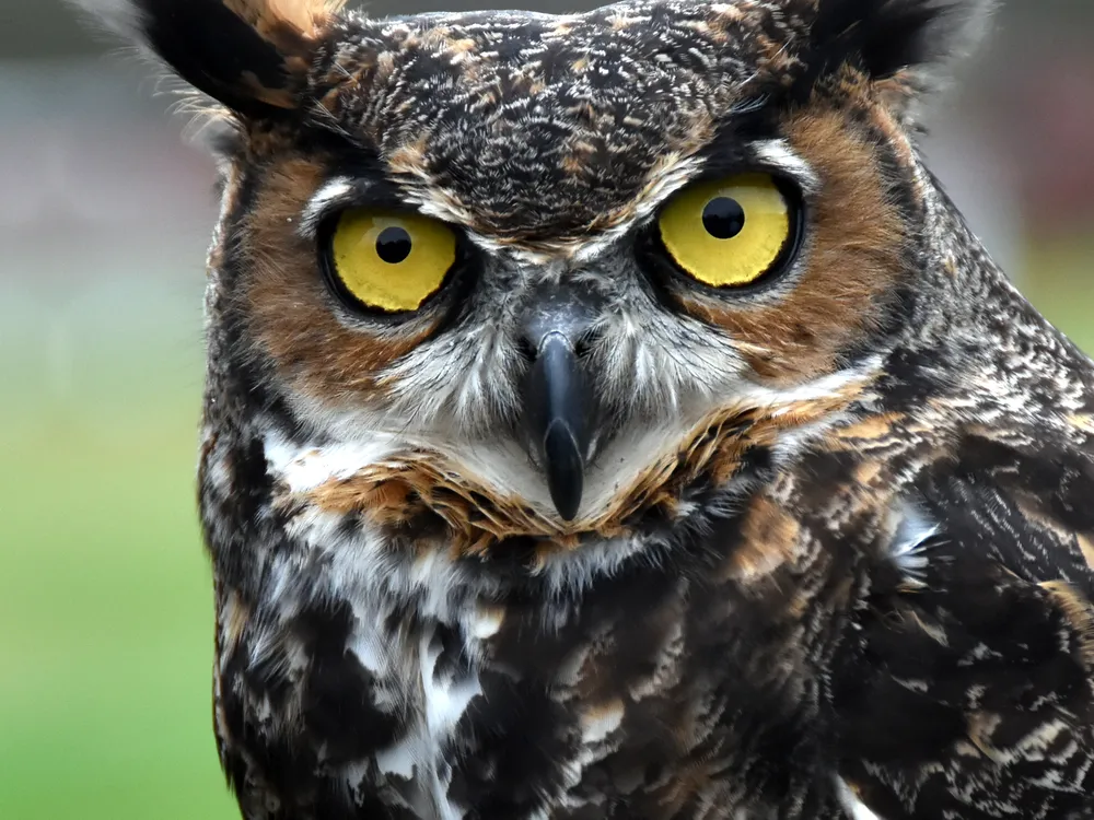 Great Horned Owl