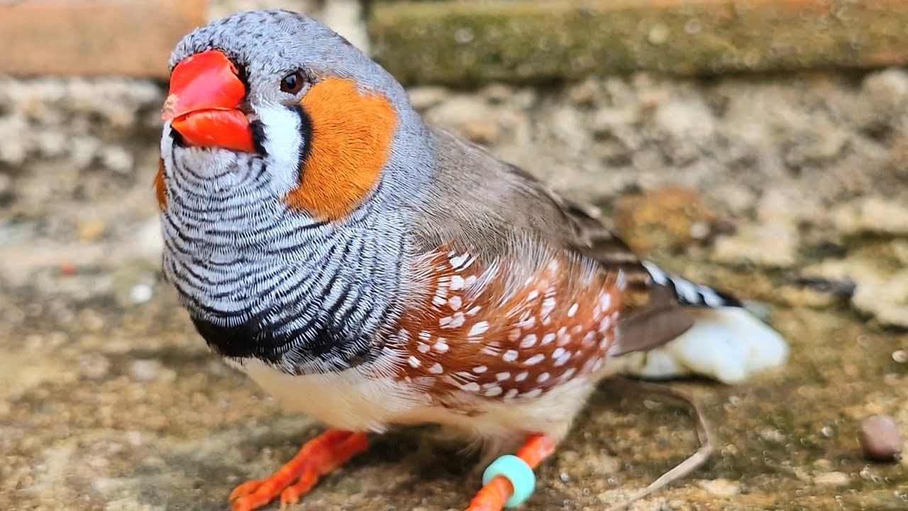 Zebra Finch