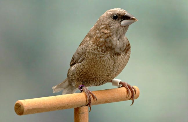 Society Finch