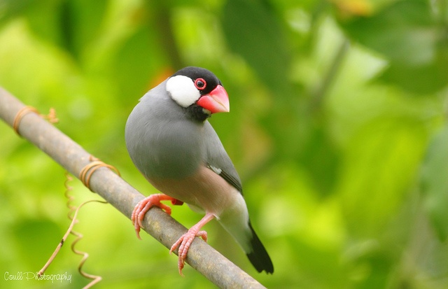 Java Finch