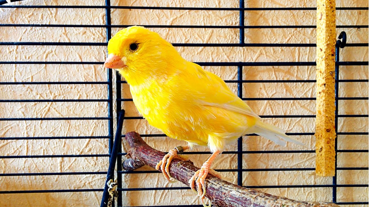 German Roller Canary