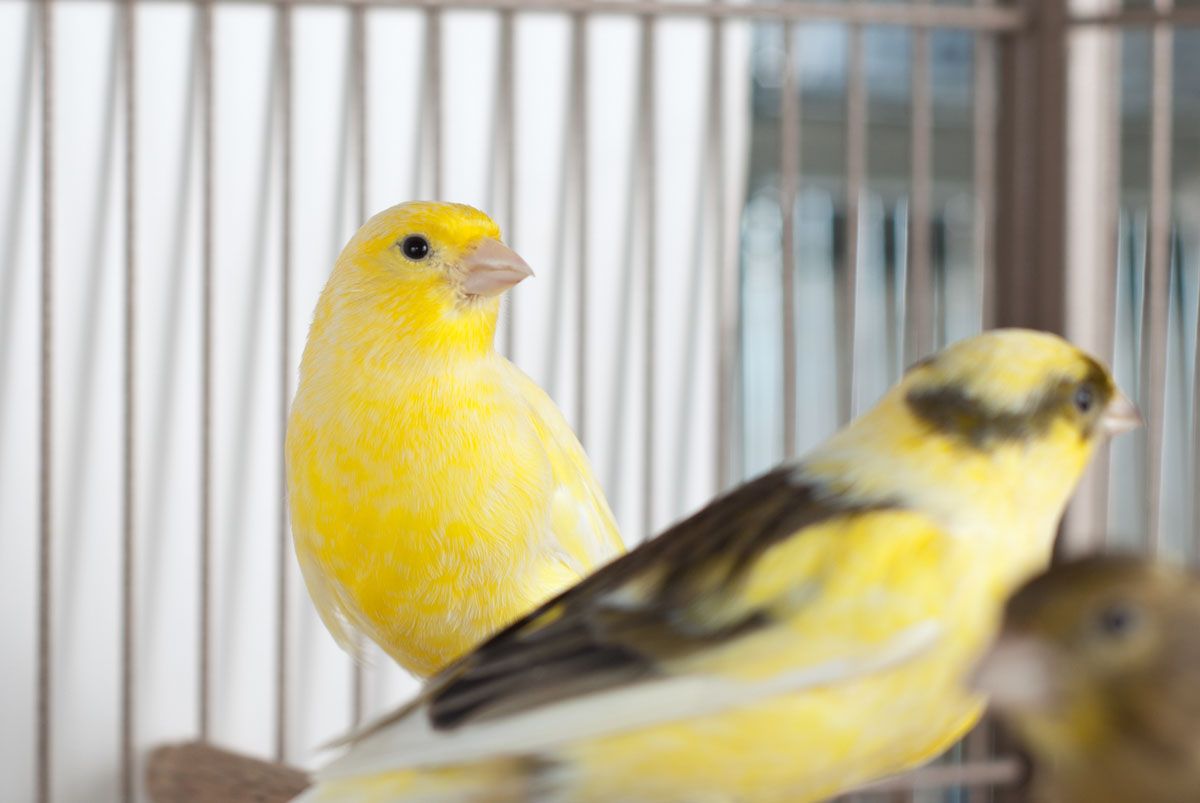 American Singer Canary