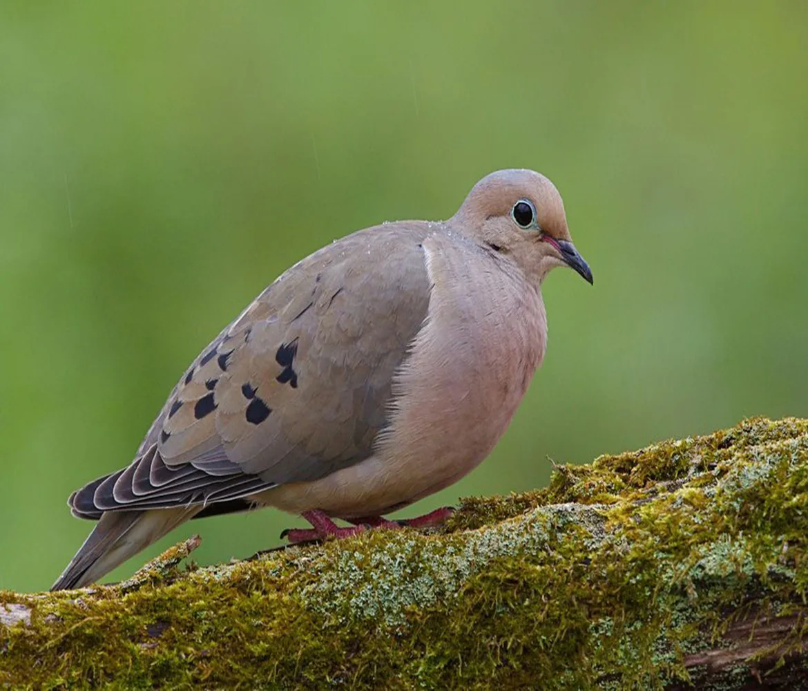 Mourning Dove