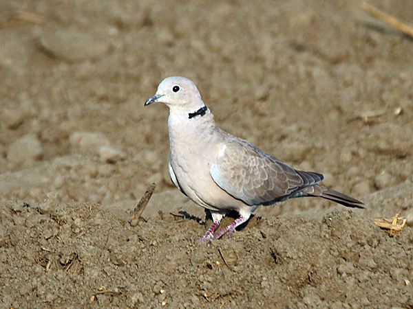 Eurasian Collared Dove