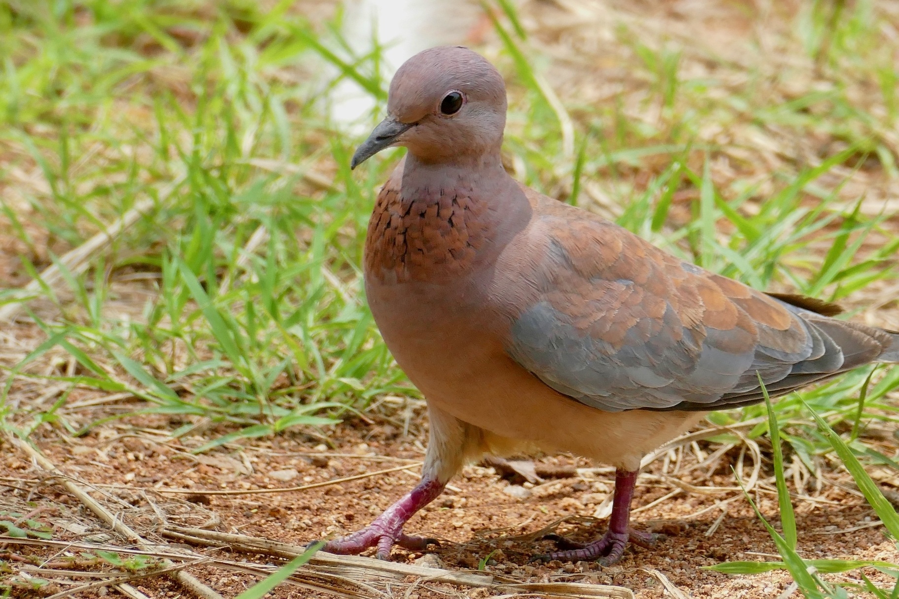 Laughing Dove