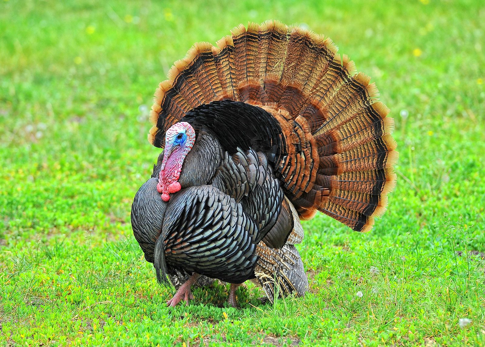 Wild Turkey
