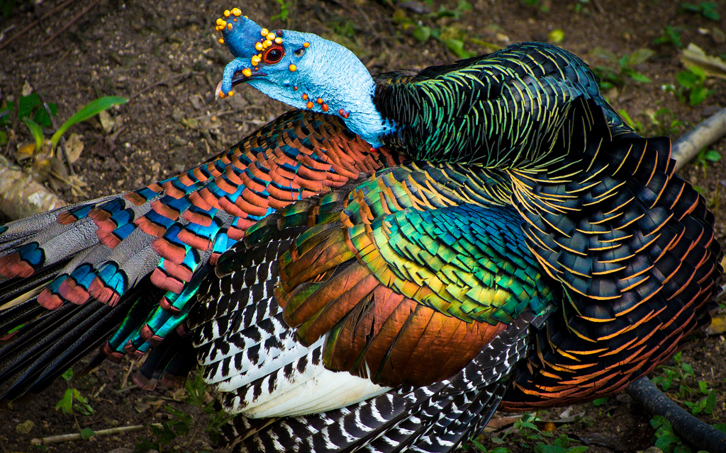 Ocellated Turkey