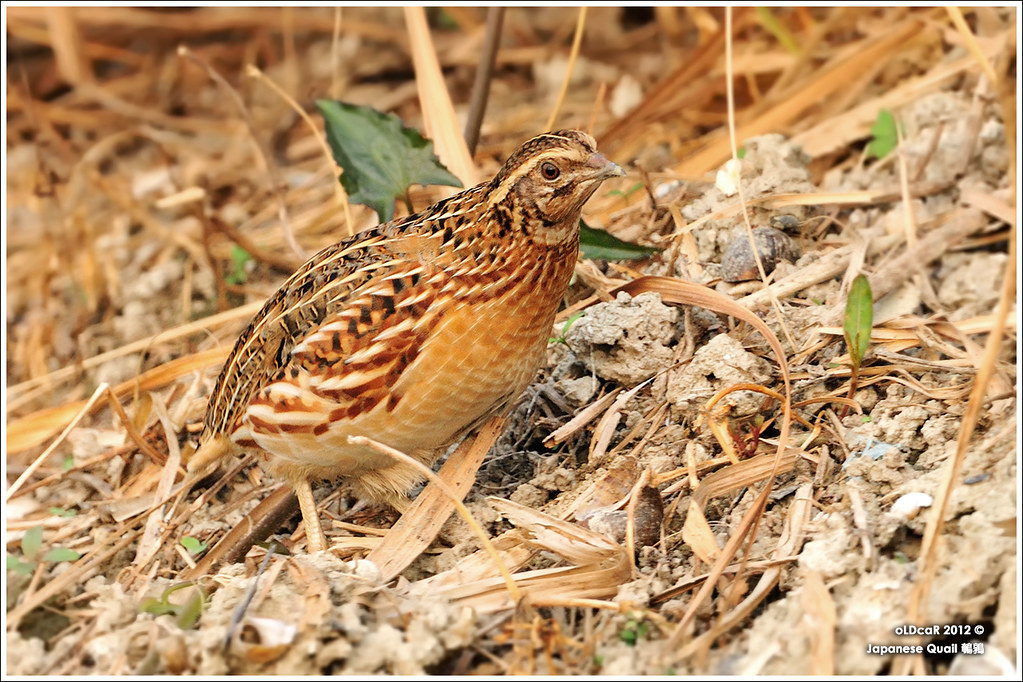Japanese Quail