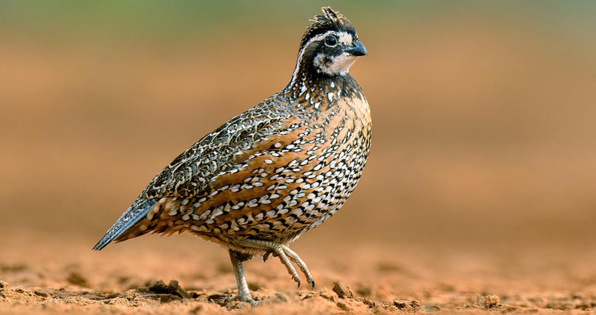 Bobwhite Quail