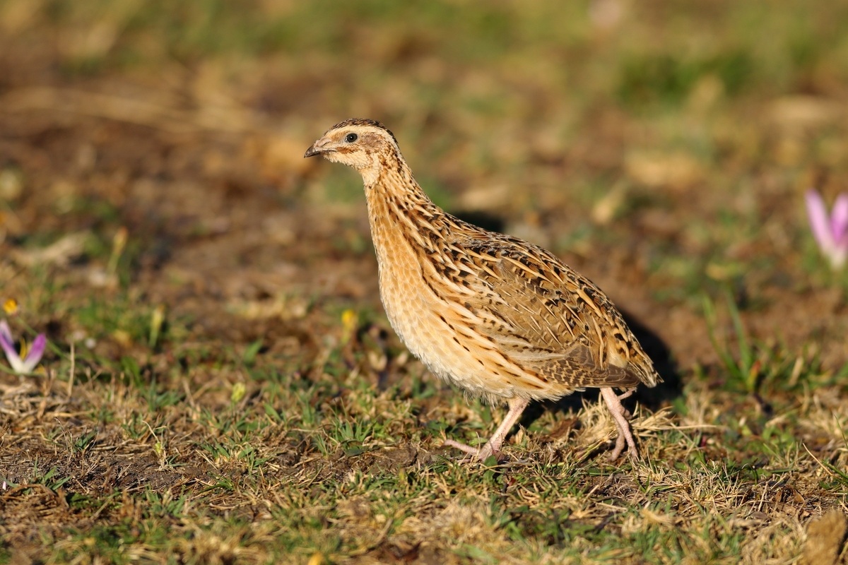Common Quail