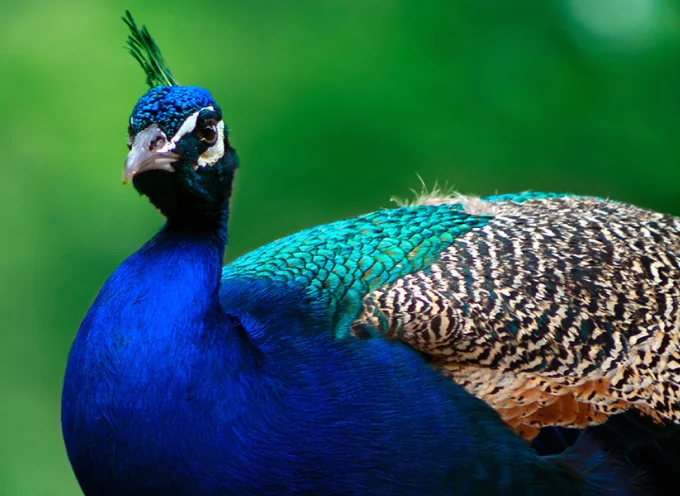 Indian Peafowl