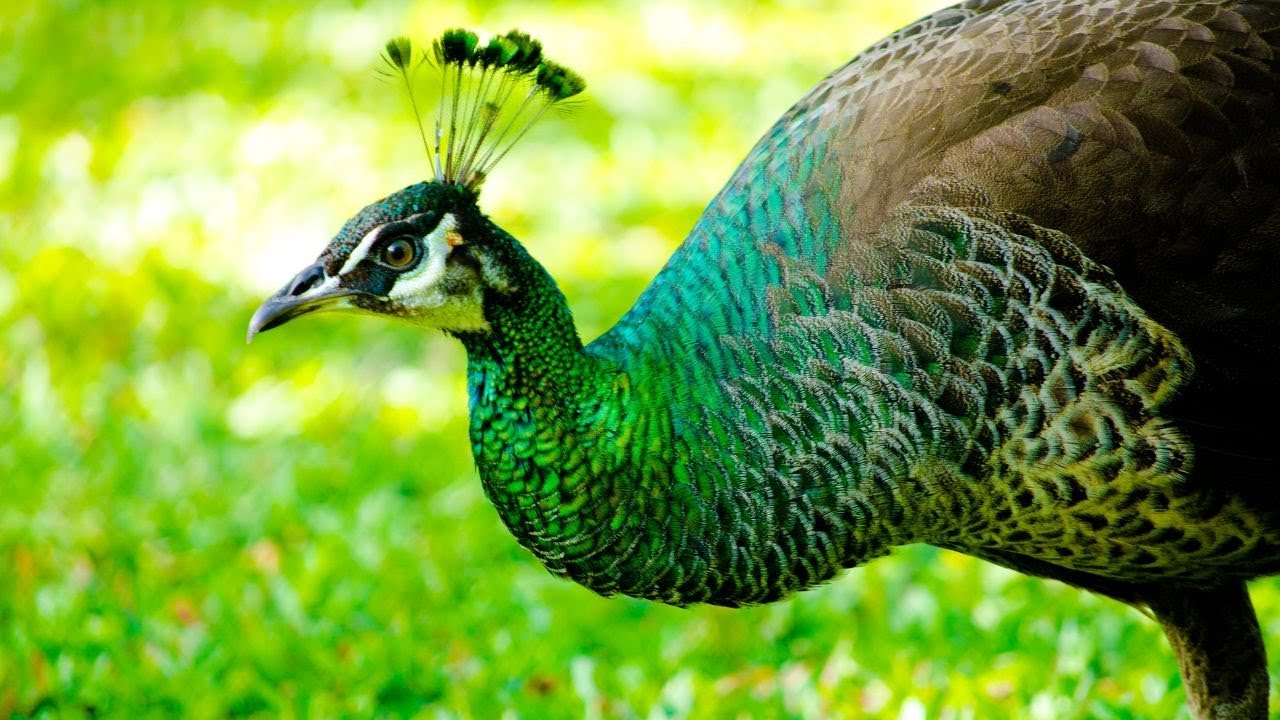 Green Peafowl