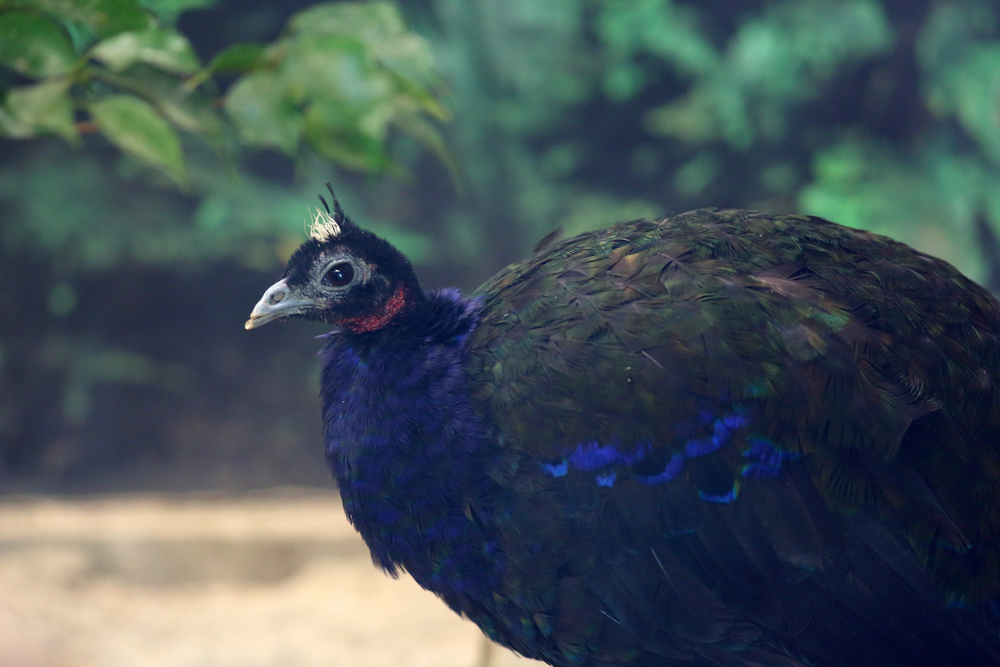 Congo Peafowl