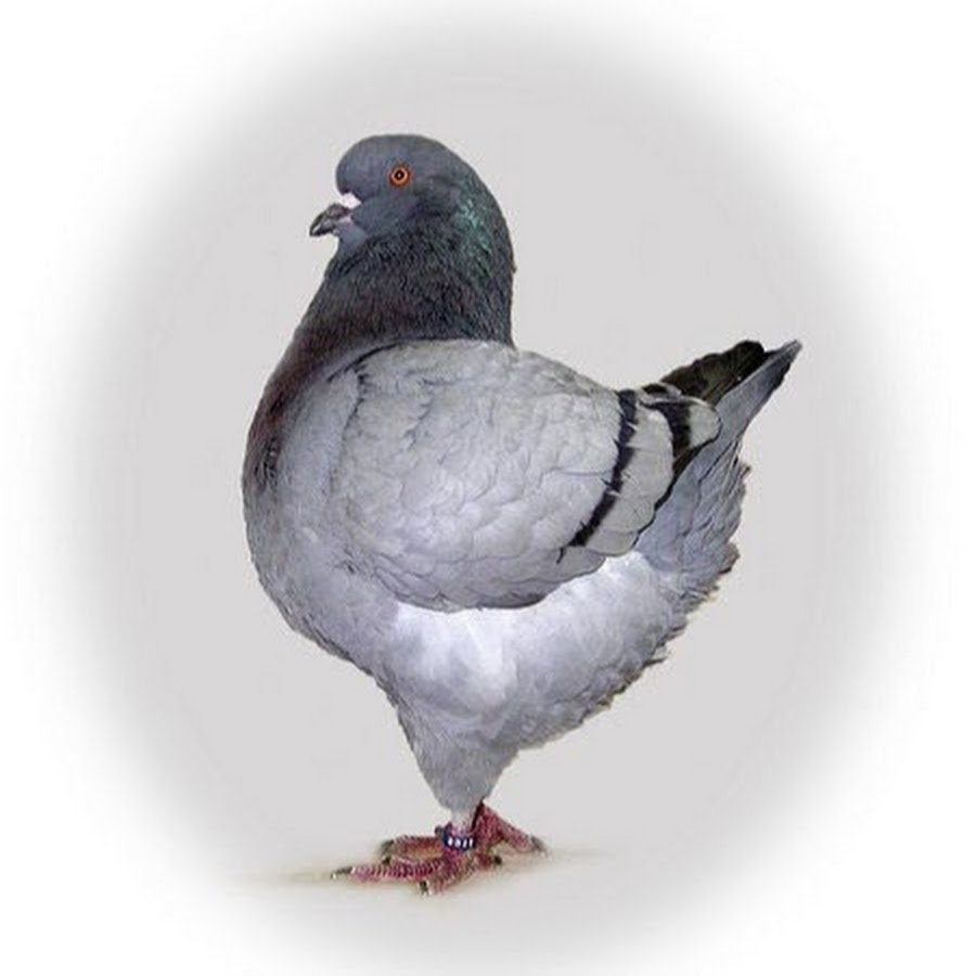 King Pigeon