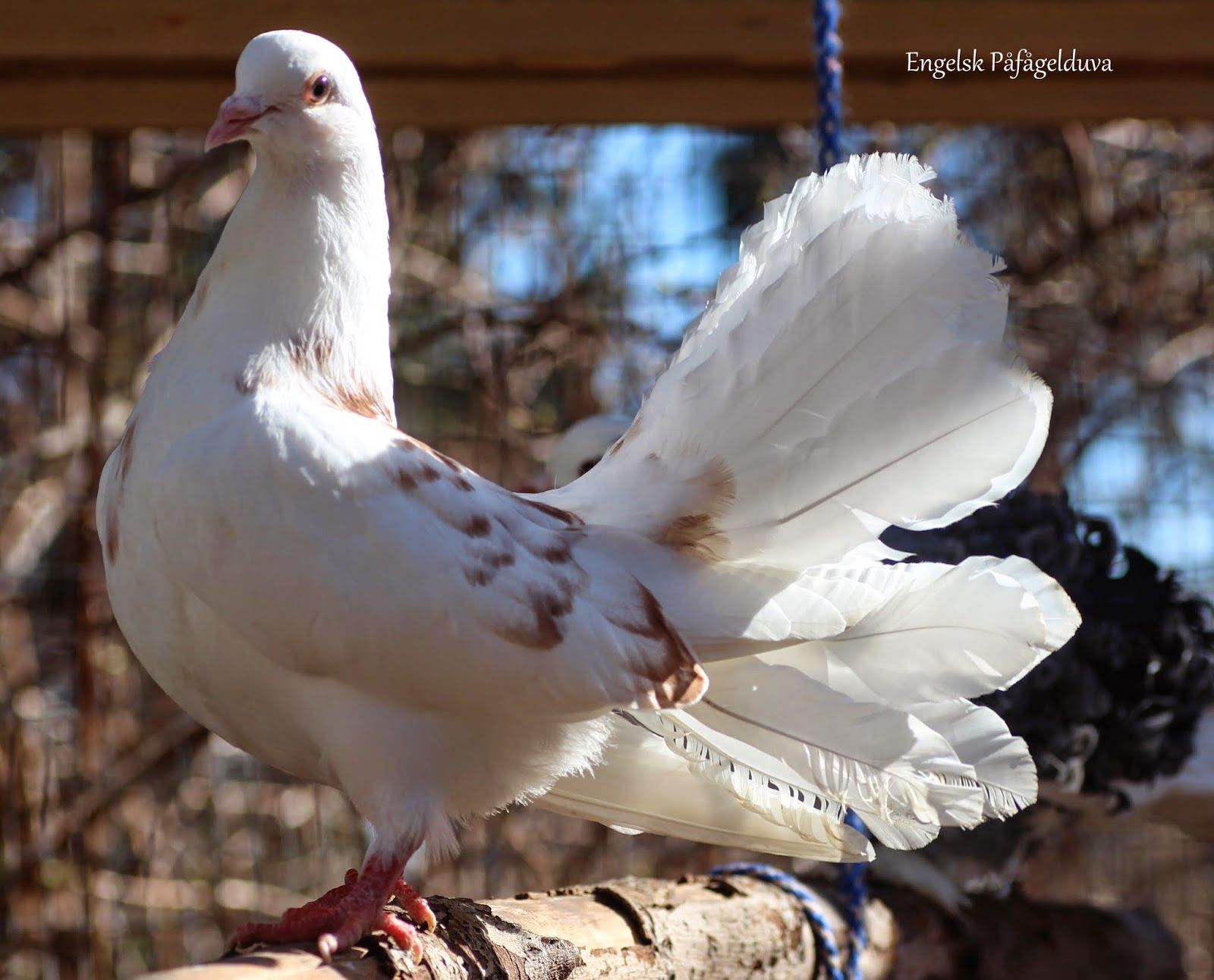 Fantail Pigeon