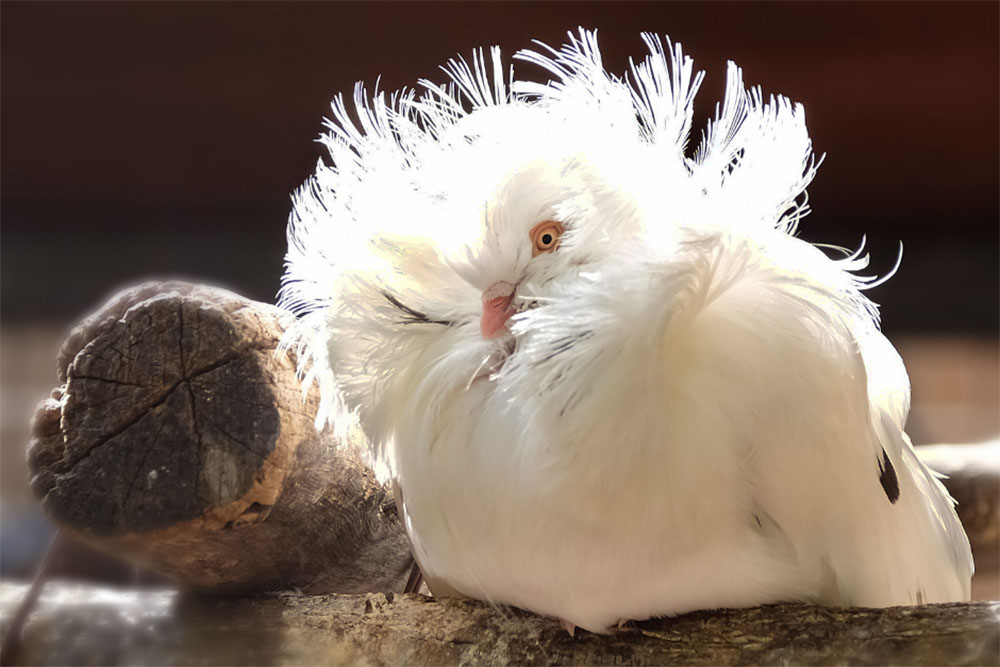 Jacobin Pigeon