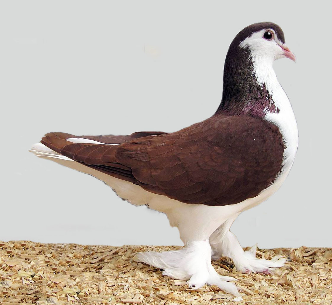 Lahore Pigeon