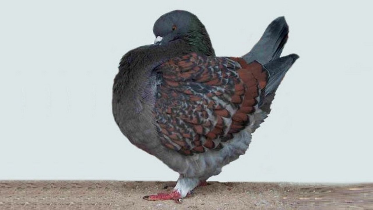 Modena Pigeon
