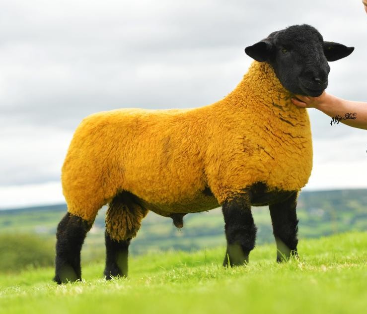 Suffolk Ram
