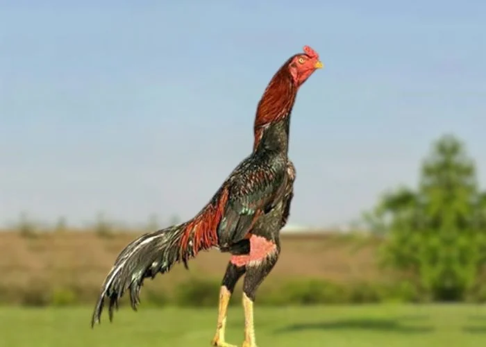 Aseel Chicken