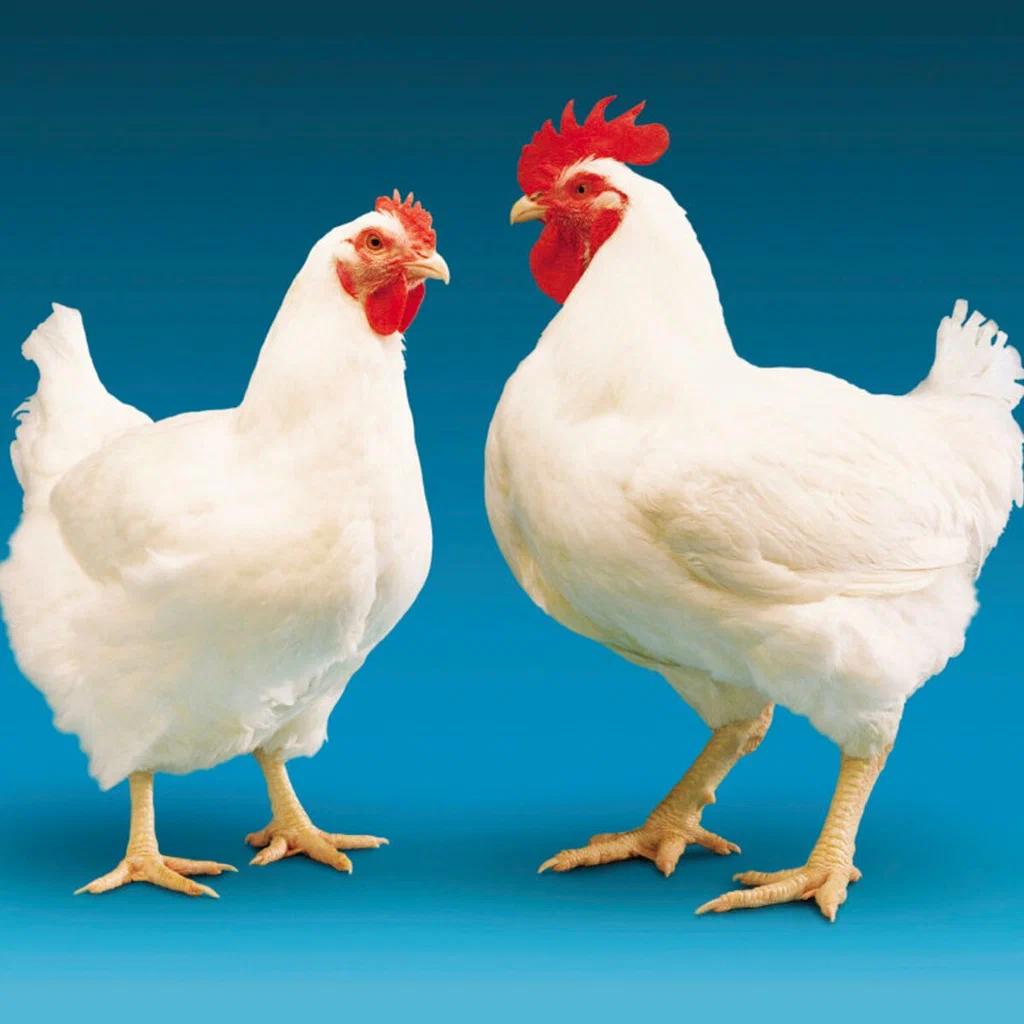 Broiler Chickens