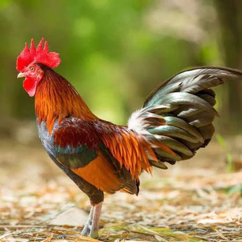 Desi Chickens