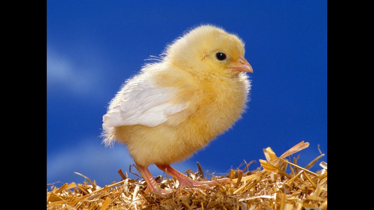 Chicks
