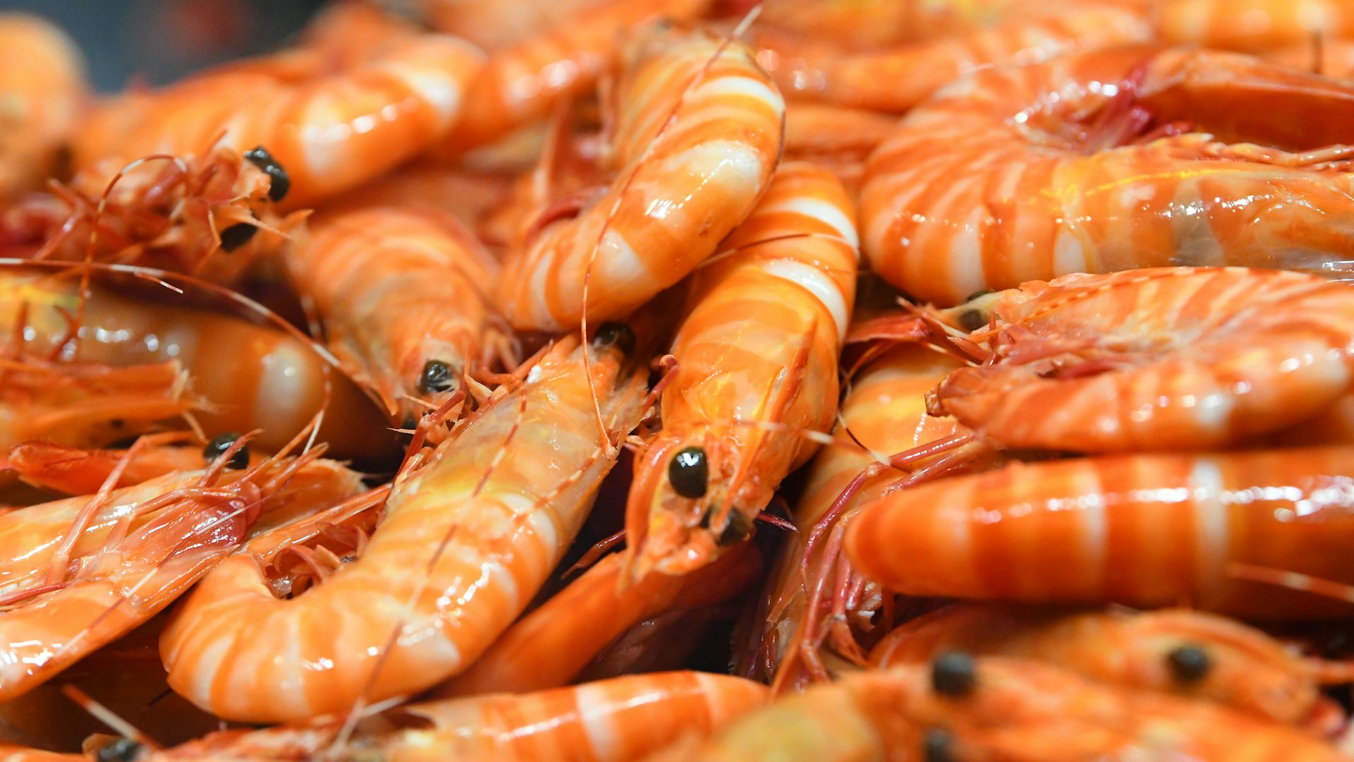 Prawns