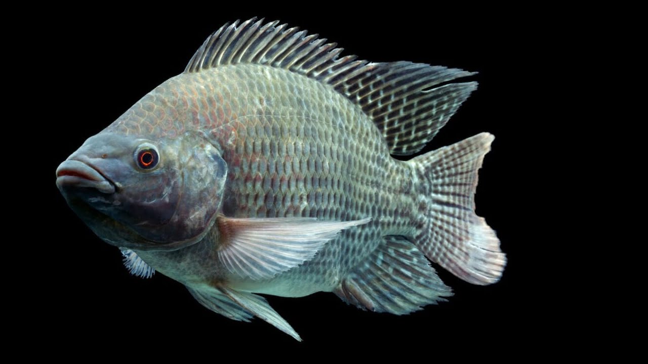 Tilapia