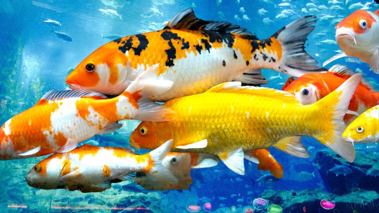 Koi Fish