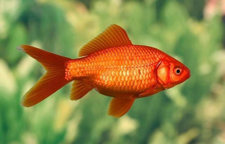 Goldfish