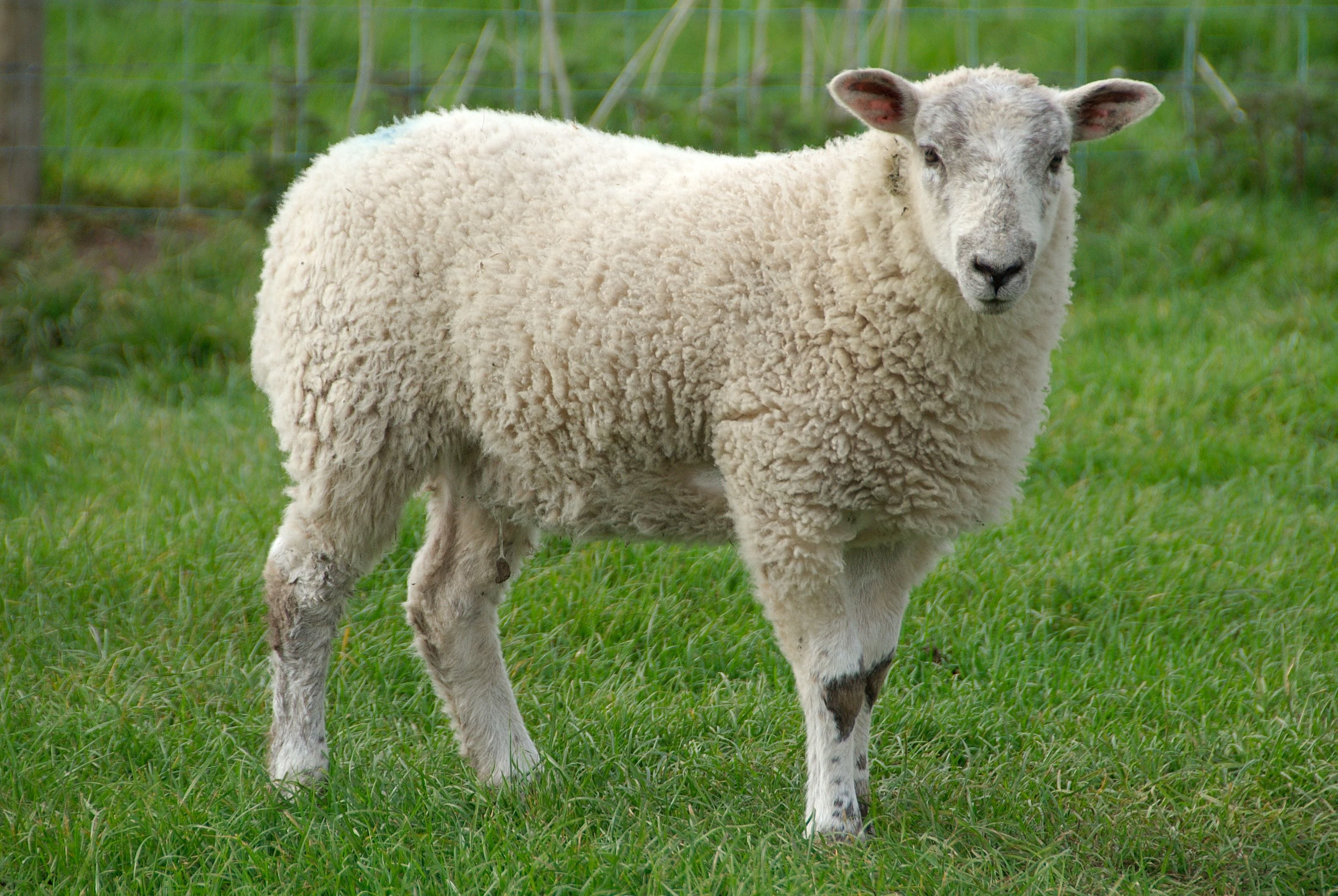 Lohi Lamb