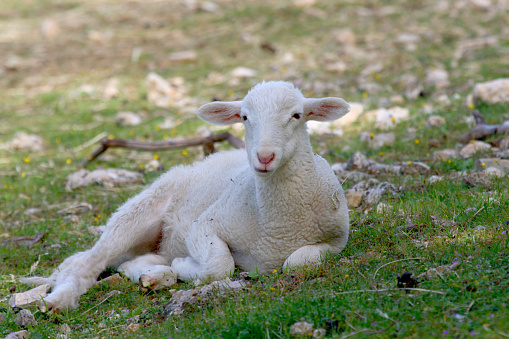 Thalli Lamb