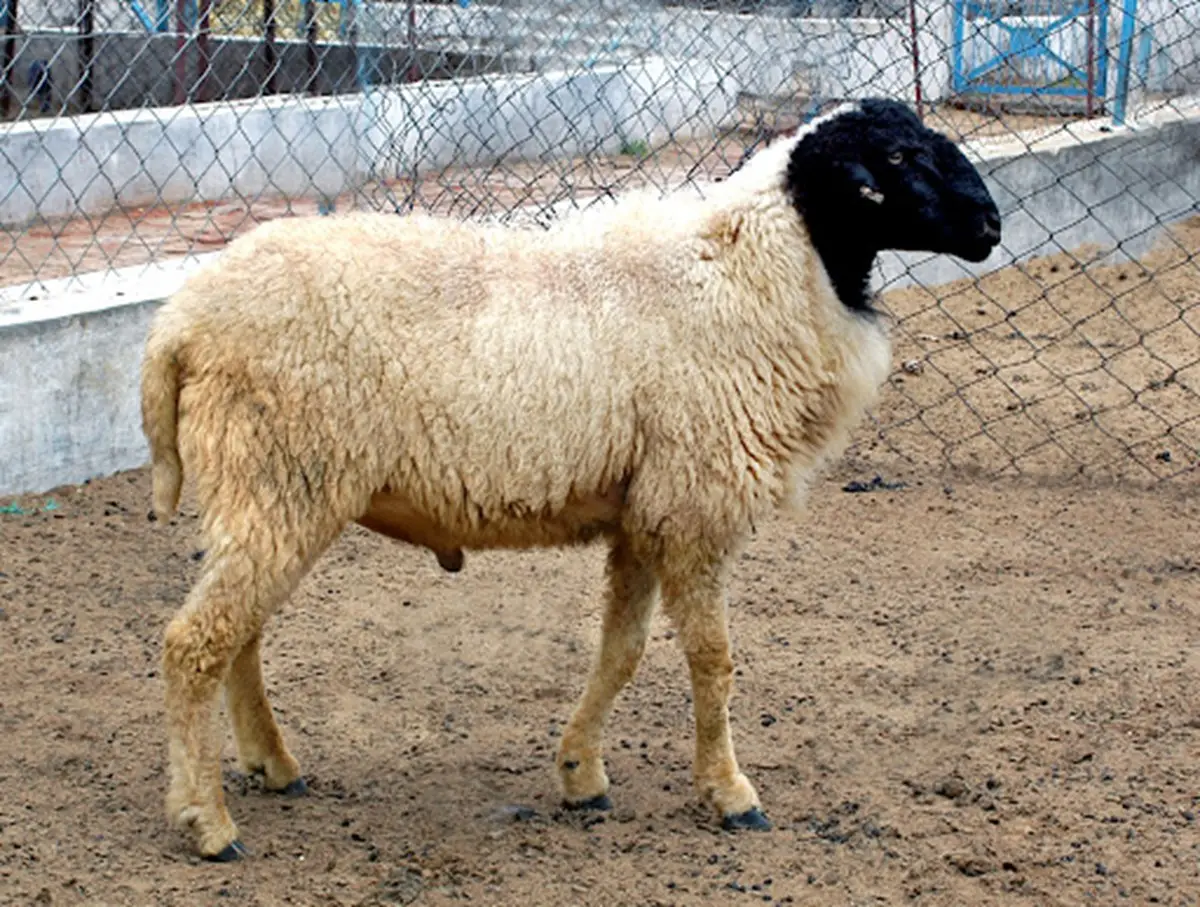 Marwari Lamb