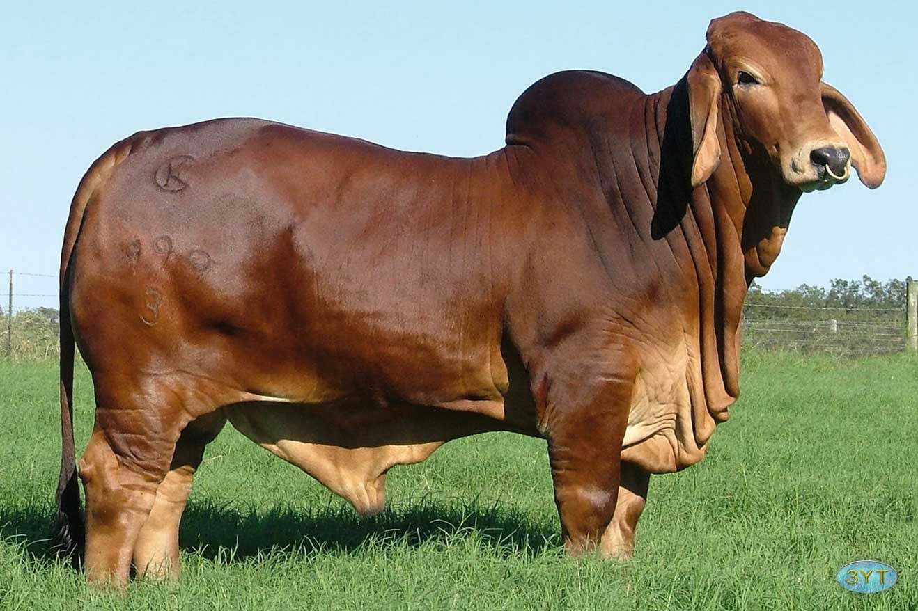 Sahiwal Calf