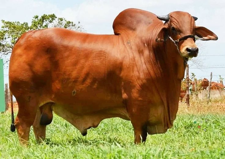 Red Sindhi Calf