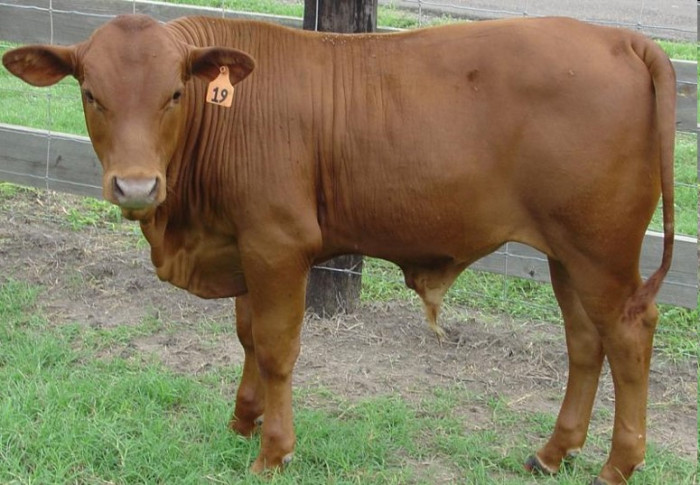 Tuli Bull Calf