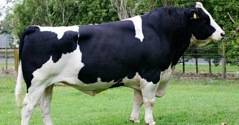 Friesian bull