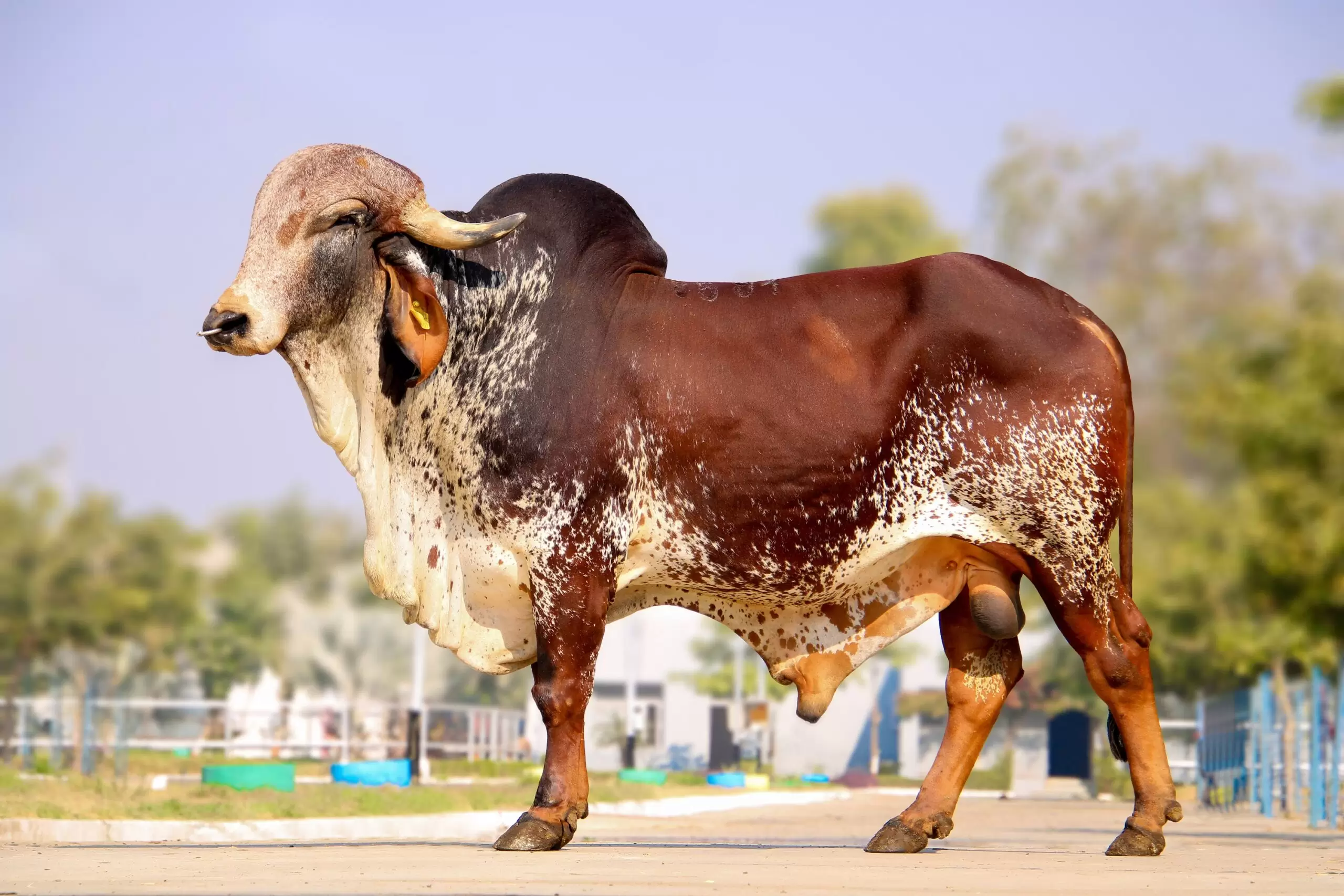 Gir Bull