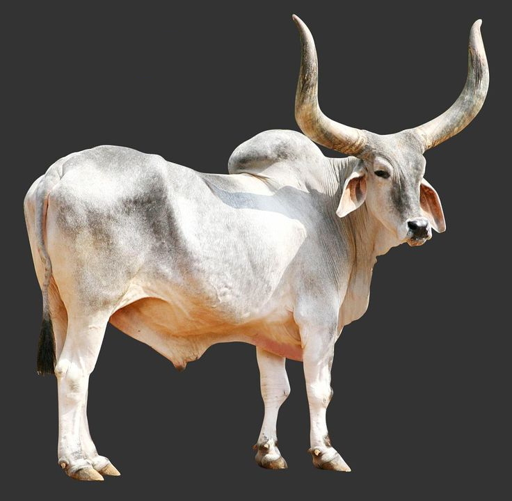 Kankrej Bull