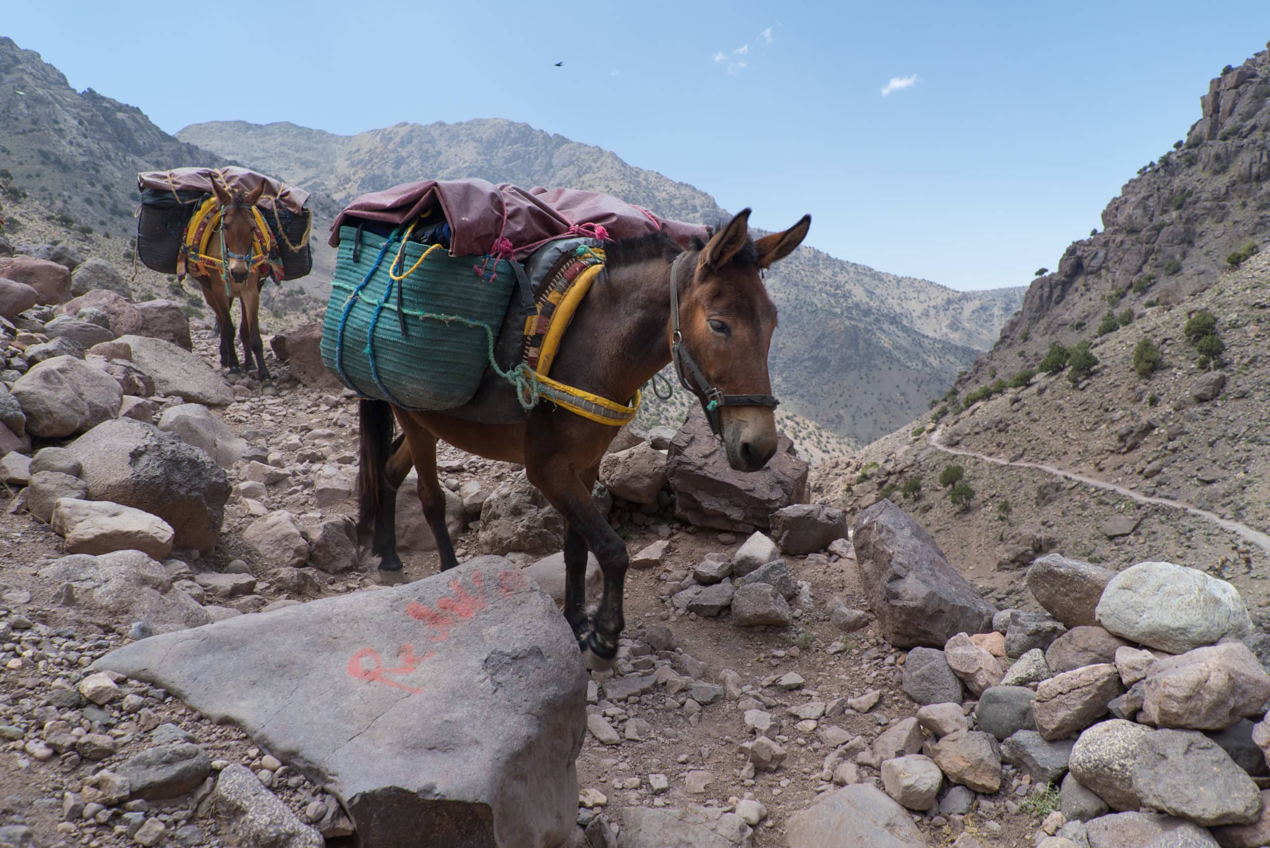 Mountain Mules