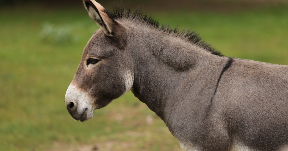 Spiti Donkey