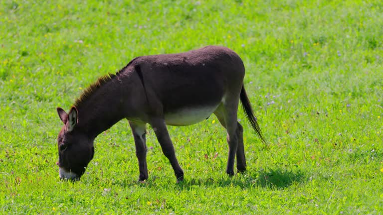 Local Desi Donkey