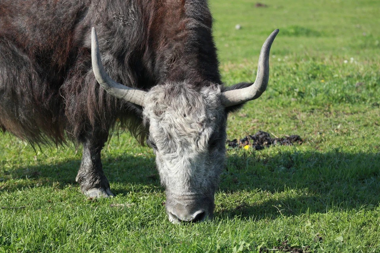 Domestic Yak