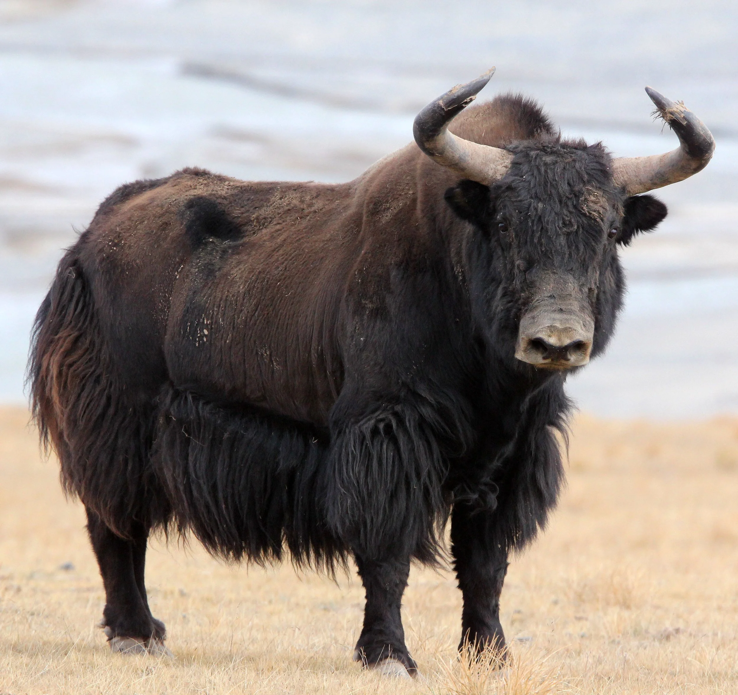 Wild Yak
