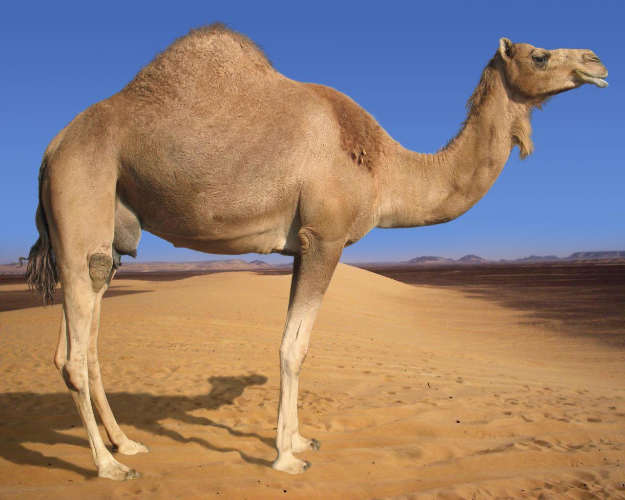 Dromedary Camel