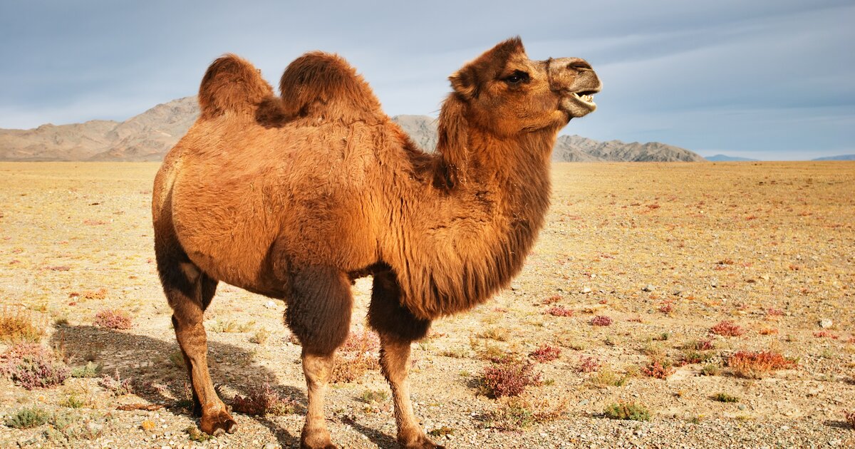 Bactrian Camel